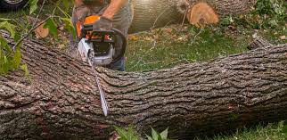 Best Tree Trimming and Pruning  in Bridgeport, CT