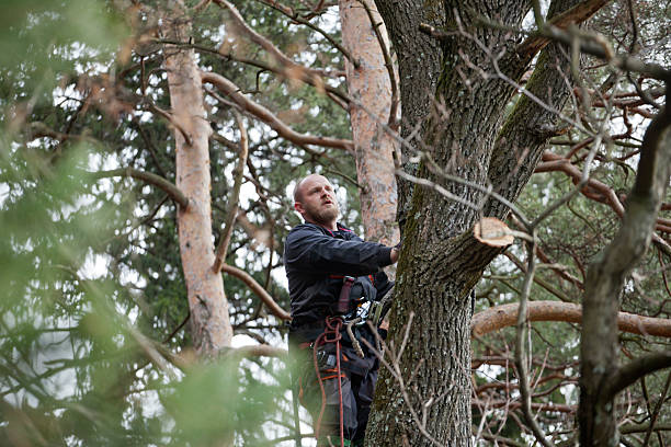 Best Tree Preservation Services  in Bridgeport, CT