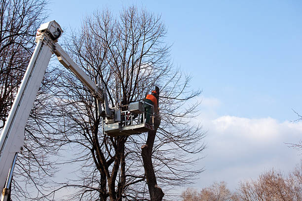 Bridgeport, CT Tree Services Company